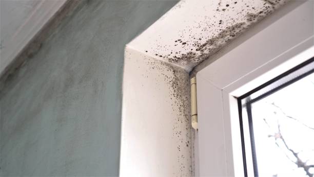 Why You Should Choose Our Mold Remediation Services in Albia, IA